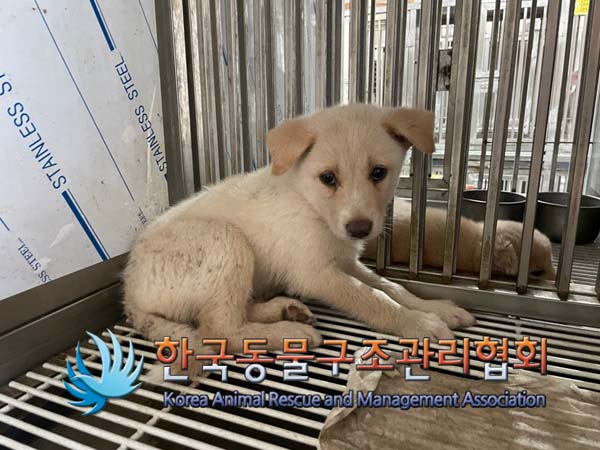 종료(안락사) 믹스…
